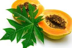 Bisa Meningkatkan Trombosit, Ini Manfaat Daun Pepaya