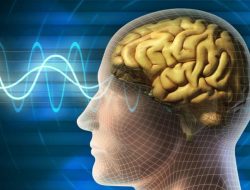 Jaga Kesehatan Otak dengan Mengonsumsi 5 Makanan Kaya Nutrisi Ini