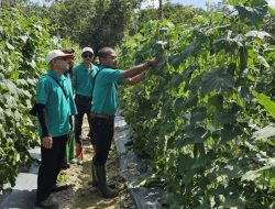 Panen Raya Komoditi Hortikultura: Wujud Sinergi PT Bahari Gembira Ria-Minamas Plantation dan Pesantren Nurul Muttaqien Desa Ladang Panjang