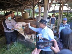 Wali Kota Maulana Tinjau Langsung Kesehatan Hewan Kurban, Pastikan Sehat dan Aman Konsumsi