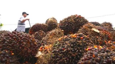 Petani Sumringah, Harga Sawit Melejit Nyaris Rp 4.000/g, Efek B50 Mulai Terasa, Ini Daftar Harganya