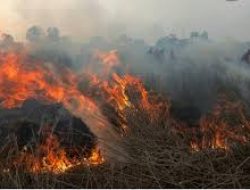 BPBD Muaro Jambi Sebut Ada 73 Desa di Muaro Jambi Masuk Zona Rawan Karhutla, Warga Diminta Hati Hati