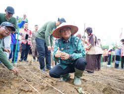 Wali Kota Jambi Dorong Percepatan Luas Tambah Tanam, Gelar Tanam Serentak Padi Ladang, Libatkan 500 Anggota Pramuka