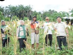 Waka DPRD Kota Jambi Apresiasi Produktivitas Petani Jagung di Paal Lima