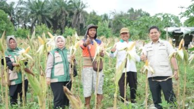 Waka DPRD Kota Jambi Apresiasi Produktivitas Petani Jagung di Paal Lima