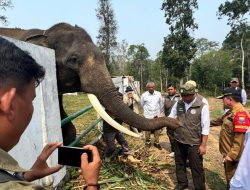 Kemenhut Perkuat Perlindungan Koridor Gajah Sumatra di Lanskap Bukit Tigapuluh