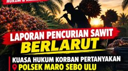 Laporan Pencurian Sawit Berlarut, Kuasa Hukum Korban Pertanyakan Polsek MSU