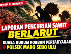 Laporan Pencurian Sawit Berlarut, Kuasa Hukum Korban Pertanyakan Polsek MSU